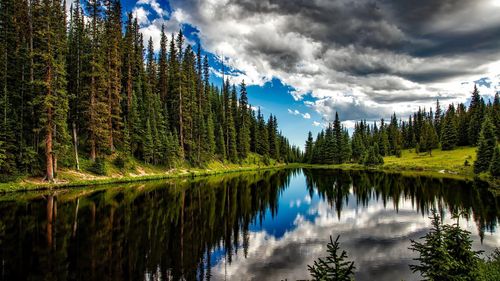 The Forest Lake