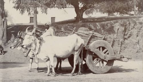 Bullock cart, There is no official date for this image, India, 1910.