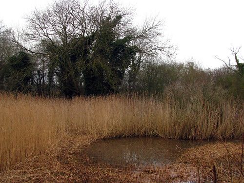 Lashford Lane Fen