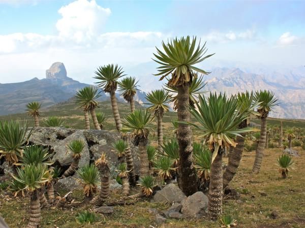 Abuna Yosef Trek - Hiking Trails in Ethiopia