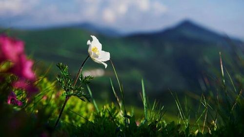 Beautiful nature. Close up view of grass at mountains at sunny day photo
