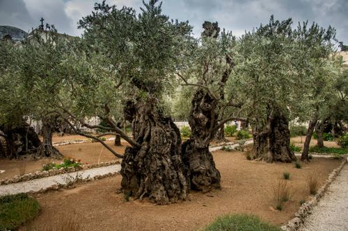 garden of gethsemane - garden of gethsemane stock pictures, royalty-free photos & images