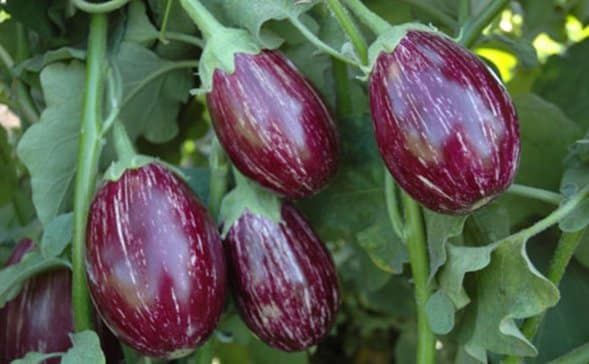 Eggplant Cultivation - Ready to Harvest Fruits