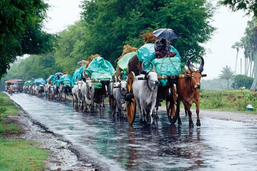 bullock carts on a rainy day in india. - bullock cart stock pictures, royalty-free photos & images