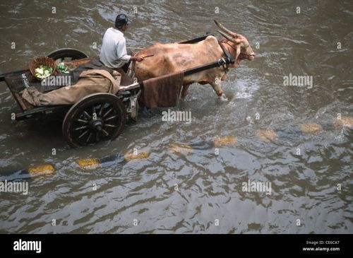 bullock cart on flooded road in monsoon rain ; bombay mumbai ; maharashtra ; india - Stock Image