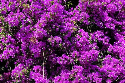 Bougainvillea - Purple Flowers
