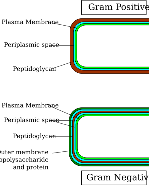 gram cell wall