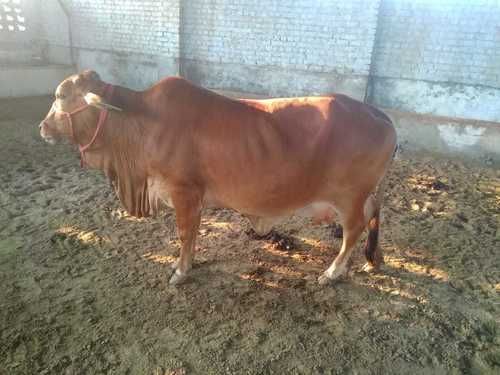 Served Heifer