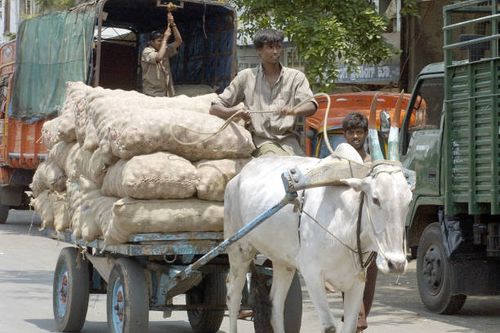 Shopkeeper , accompanying a bullock cart loaded with onions to his shop, passes by trucks standing outside the Agricultural Produce Marketing...