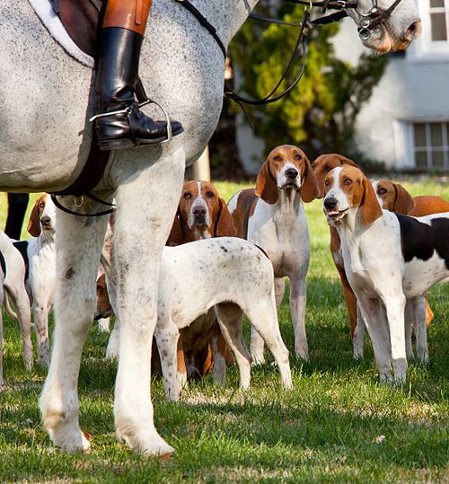 American Foxhounds before a hunt Dogs of the Middleburg Hunt after traditional December parade down main street of Middleburg, Virginia snapping at the legs of a horse foxhound stock pictures, royalty-free photos & images