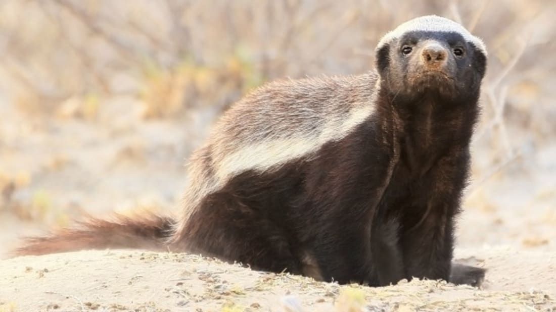 Honey badger фото