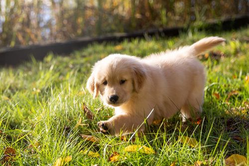 adorable golden retriever