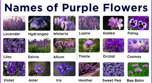 50 Purple Flowering Plants Names in English and Pictures