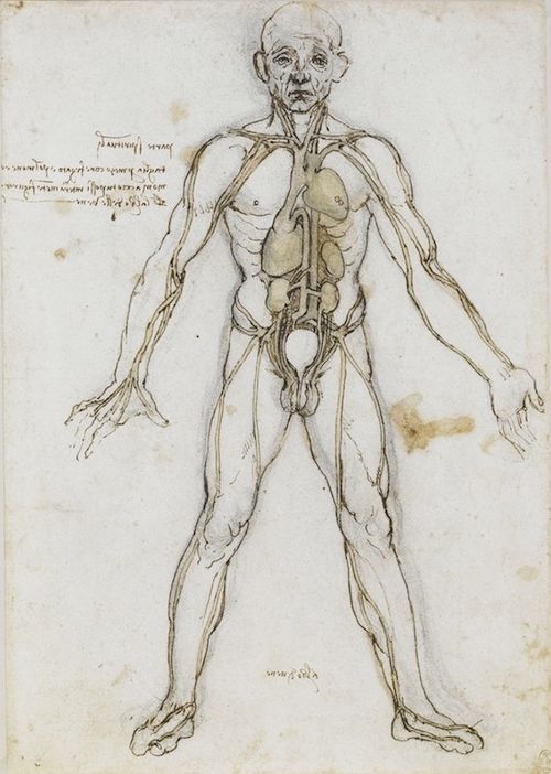 Human body - Wikipedia
