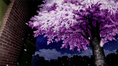 Cherry Blossom Low Angle View GIF