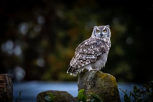 Free Owl Nature photo and picture