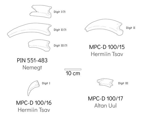 therizinosaurus ungual specimens