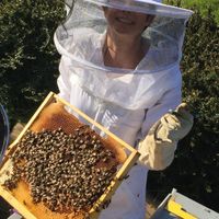 HappyHiveShop - Etsy