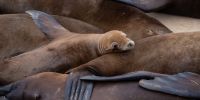 Federal probe launched after video appears to show sea lion attack - USA Today