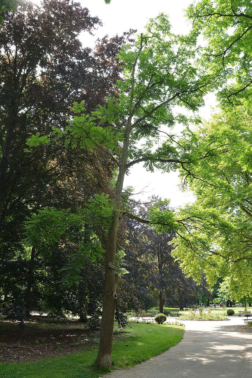 Phellodendron de l'amour (Phellodendron amurense).