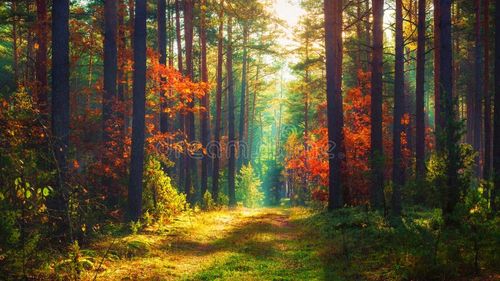 Autumn nature landscape of colorful forest in morning sunlight. Nature stock images, royalty-free photos and pictures