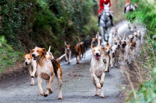 Leader of the pack Foxhounds in rural England fox hunting stock pictures, royalty-free photos & images