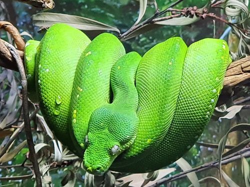 Green tree python - Wikipedia