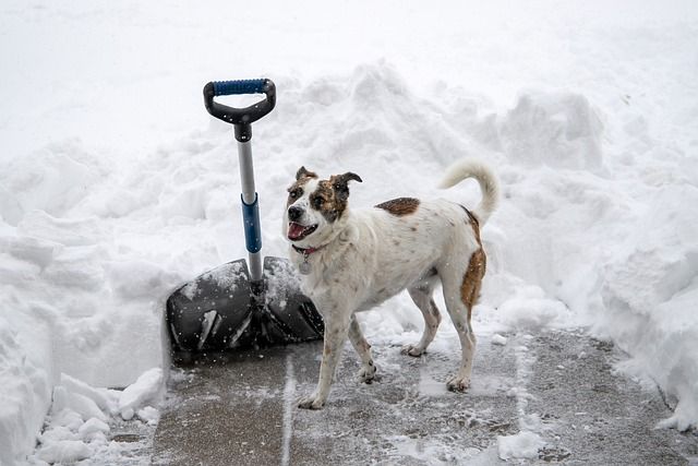Free Snow Shovel Dog photo and picture