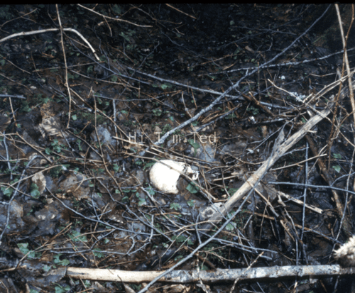 Taylor Mountain Ted Bundy crime scene Washington 1975 skull