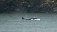 Rescuers plan helicopter airlift of orca calf stranded in Canada - Newsday