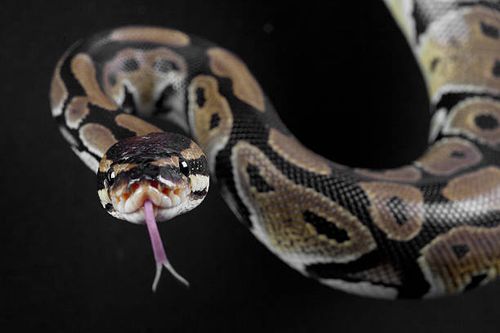 Python snake portrait Python snake portrait with the tongue out in studio python snake stock pictures, royalty-free photos & images