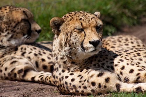 The Roar Report – MeemerzBlog