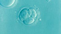 A 'reality check' for lab-grown human embryo models - Phys.org