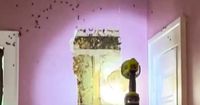 'Monster' behind North Carolina toddler's wall revealed to be hive of over 50,000 bees