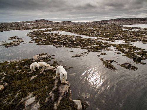 Baie-d'Hudson, Canada