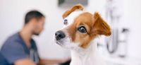 Nova lei regulamenta guarda compartilhada de animais de estimação após separações