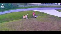 Dog saves his kid from another dog attacking - Album on Imgur