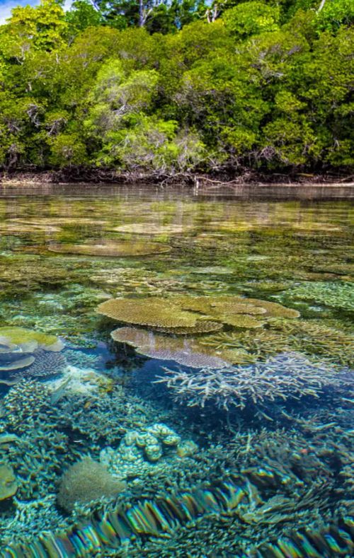 nature-based-solutions_theme_img