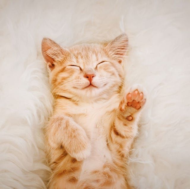 cute cat  ginger cat laying on a white rug with eyes closed