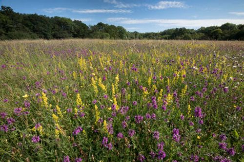 Echo Lodge Meadows