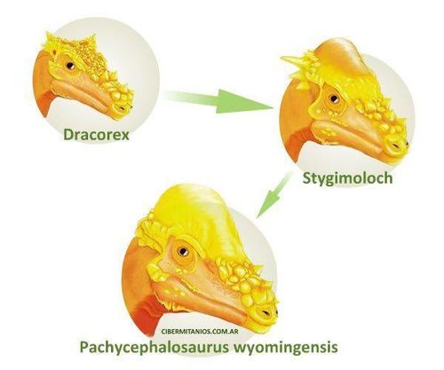 r/Dinosaurs - i came across this image, and it speculated that these three dinosaur types may actually just be one, but at different ages in life… is this true?