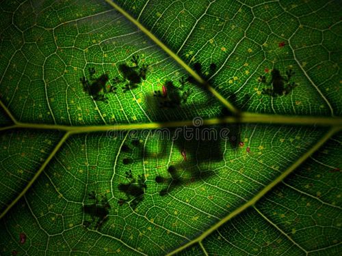 Momma frog with tiny kids. Nature has its own expression of love :) Silhouette from below the leaf! Its a concept work in Photoshop. No Photography at all!. Nature stock images, royalty-free photos and pictures