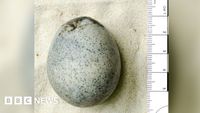 Aylesbury Roman egg with contents a 'world first', say scientists