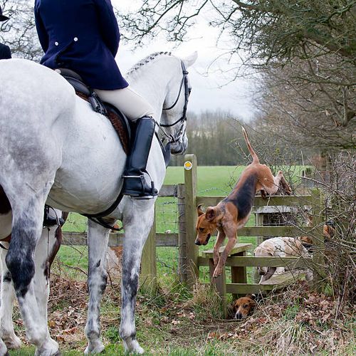 country pursuits - english foxhound stock pictures, royalty-free photos & images