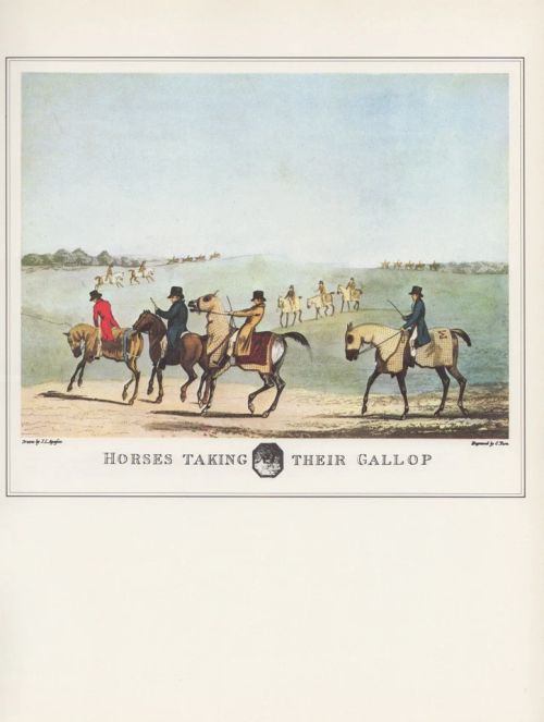 1974 Vintage HORSES "HORSES TAKING THEIR GALLOP" Full COLOR Art Print Lithograph - Image 1 of 1