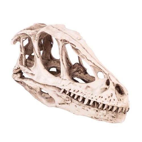 Dinosaur Skull Head Model Lifelike Dinosaur Skeleton Home Office Decor Craft Teaching Prop Gift