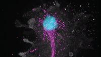 At 145 Degrees, This Amoeba Manages to Keep Its Cool - The New York Times
