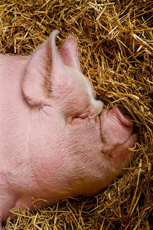 sleeping pig's head on a bed of straw - sleeping-pig stock pictures, royalty-free photos & images