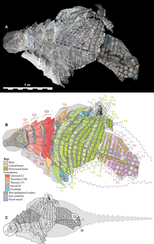 borealopelta schematics