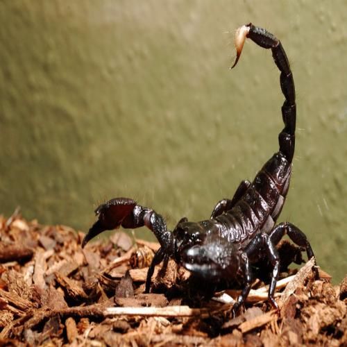 Seeing a black scorpion in a dream